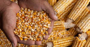 Exploring the Benefits of Maize Meal and Maize Rice
