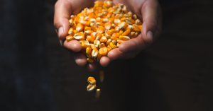 Samp The Traditional South African Staple